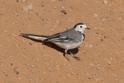 White Wagtail.jpg